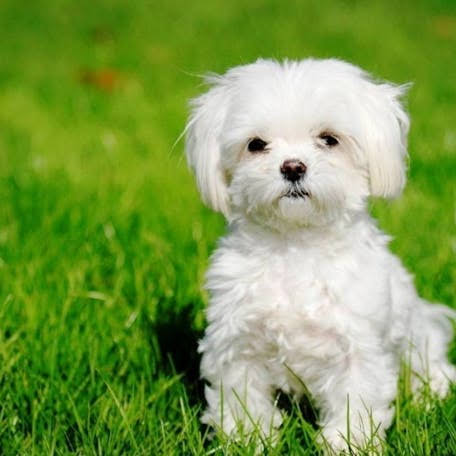 Maltese, hypoallergenic dog